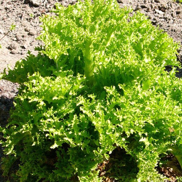 Indivia riccia Pancalieri (Cichorium endivia) semi