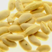 Fagiolo nano giallo Orinoco (Phaseolus vulgaris) semi