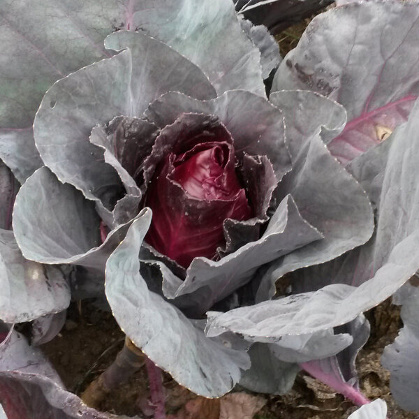 Cavolo a punta rosso Kalibos (Brassica oleracea) semi