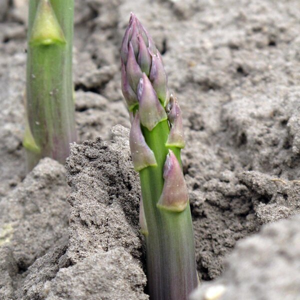 Asparago verde "Mary Washington" (Asparagus officinalis) semi