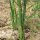 Asparago verde "Mary Washington" (Asparagus officinalis) semi