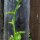 Spinacio di Malabar (Basella alba) semi