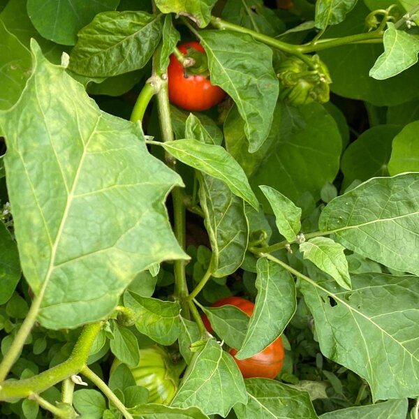 Melanzana etiope (Solanum aethiopicum) semi