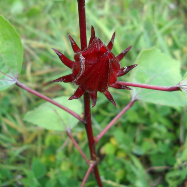 Roselle/ malva africana (Hibiscus sabdariffa) semi