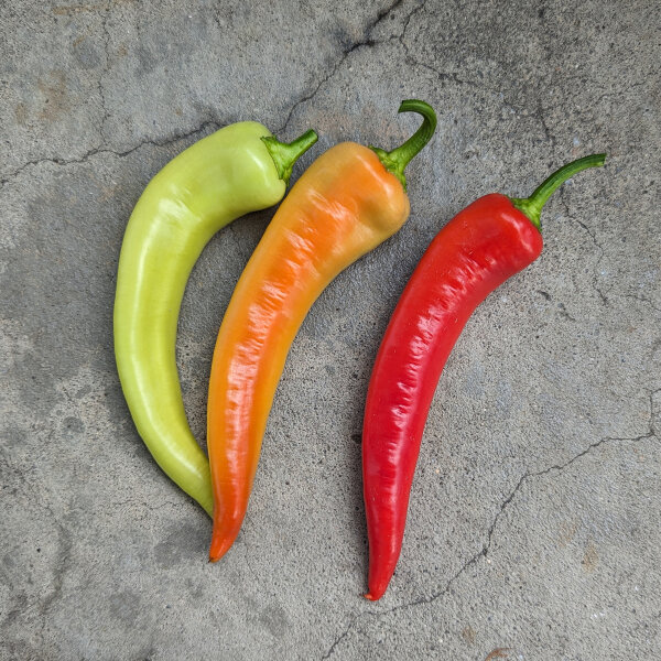 Peperoncino Sweet Banana (Capsicum annuum) semi