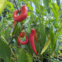 Peperoncino Sweet Banana (Capsicum annuum) semi