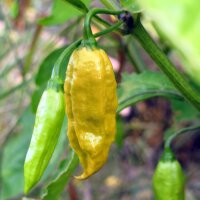 Peperoncino Monkeyface (Capsicum annuum) semi