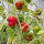 Peperoncino Mini Bonnet (Capsicum annuum) semi