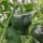 Peperoncino Chilhuacle Negro (Capsicum annuum) semi