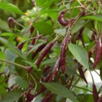 Peperoncino Kali Mirch (Capsicum annuum) semi