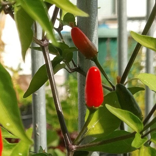 Peperoncino selvatico Chacoense (Capsicum chacoense) semi