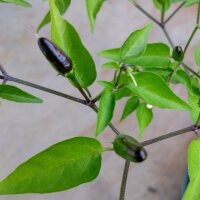 Peperoncino selvatico Chacoense (Capsicum chacoense) semi