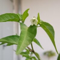 Peperoncino selvatico Chacoense (Capsicum chacoense) semi