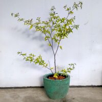 Peperoncino selvatico Chacoense (Capsicum chacoense) semi