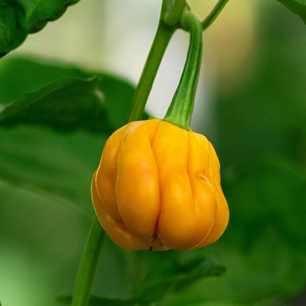 Peperoncino Habanero Mustard (Capsicum chinense) semi