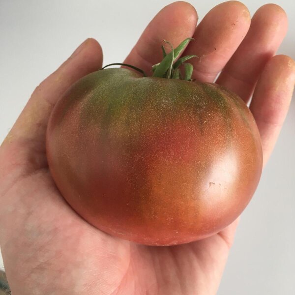 Pomodoro Carbone (Solanum lycopersicum) semi