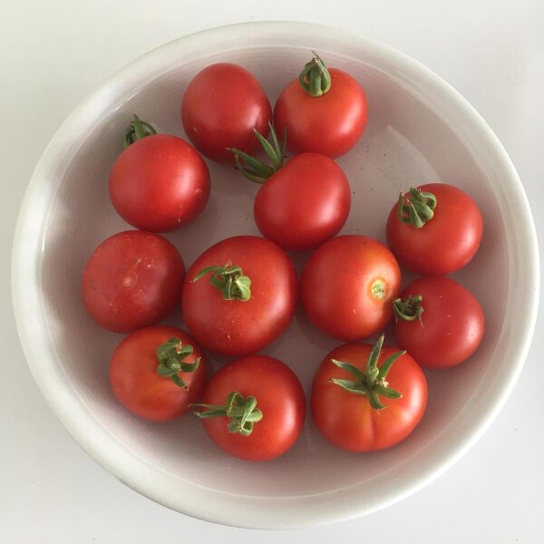 Pomodoro Dansk Export (Solanum lycopersicum) semi