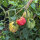 Pomodoro costoluto tigrato Striped Stuffer (Solanum lycopersicum) semi