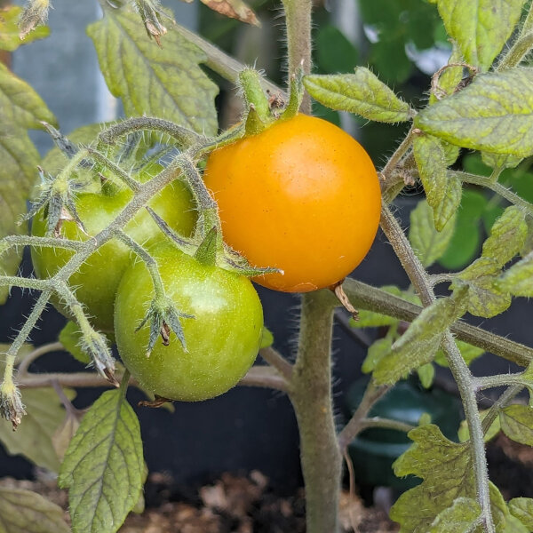 Pomodoro giallo Pendulina (Solanum lycopersicum) semi