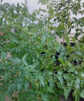Pomodoro ciliegino precoce Whippersnapper (Solanum...