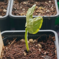 Hawaiian Baby Woodrose (Argyreia nervosa) semi