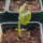 Hawaiian Baby Woodrose (Argyreia nervosa) semi