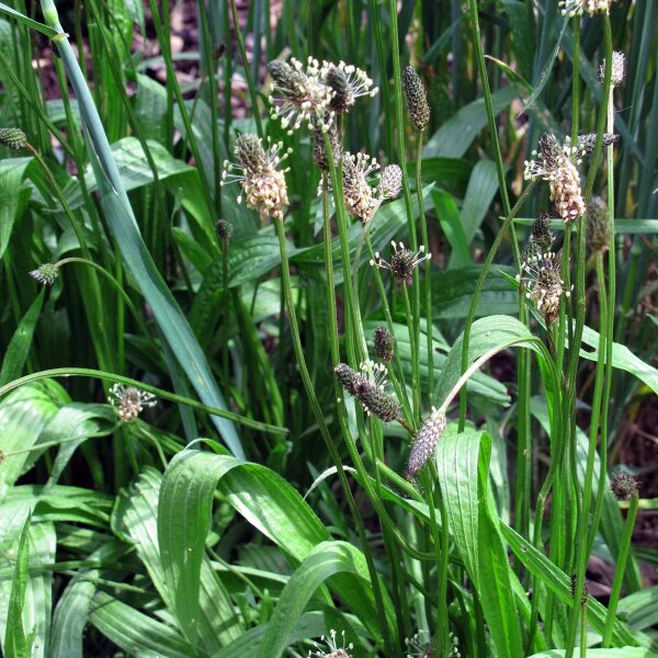 Piantaggine lanciuola (Plantago lanceolata) semi