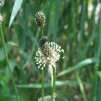 Piantaggine lanciuola (Plantago lanceolata) semi