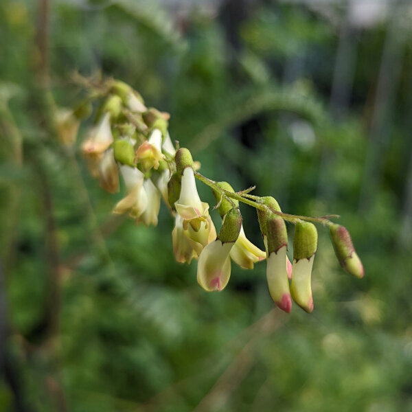 Astragalo Huang-Qi (Astragalus membranaceus) semi