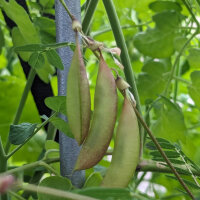 Astragalo Huang-Qi (Astragalus membranaceus) semi