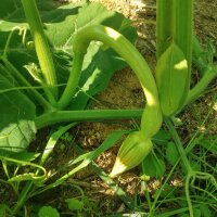 Zucchina rampicante Tromboncino dAlbenga (Cucurbita moschata) semi