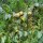 Pero selvatico (Pyrus pyraster) semi