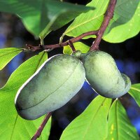 Banano del nord/ Pawpaw (Asimina triloba) semi