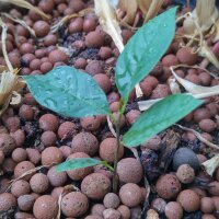 Banano del nord/ Pawpaw (Asimina triloba) semi