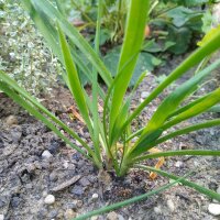 Aglio montano (Allium senescens) semi