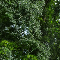 Asparago selvatico (Asparagus acutifolius) semi