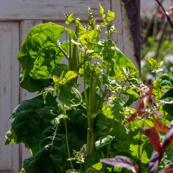 Bietolone verde (Atriplex hortensis) semi