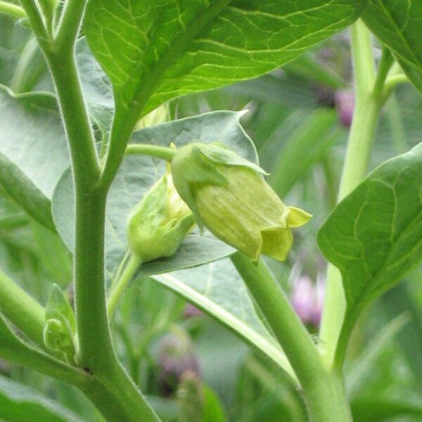 Belladonna gialla (Atropa belladonna var. lutea) semi