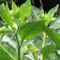 Belladonna gialla (Atropa belladonna var. lutea) semi