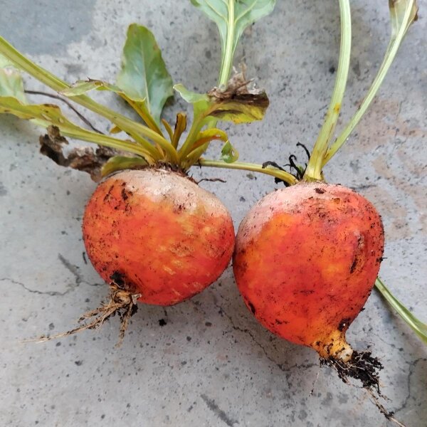 Barbabietola gialla Golden (Beta vulgaris) semi