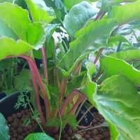 Barbabietola Crapaudine (Beta vulgaris) semi