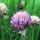 Erba cipollina Gonzales (Allium schoenoprasum) biologica semi
