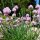 Erba cipollina Gonzales (Allium schoenoprasum) biologica semi