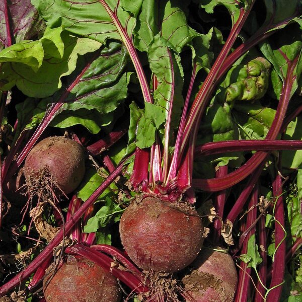 Barbabietola rossa Robuschka (Beta vulgaris) biologica semi