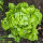 Lattuga liscia Neckarriesen (Lactuca sativa) biologica semi