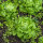 Lattuga liscia Neckarriesen (Lactuca sativa) biologica semi