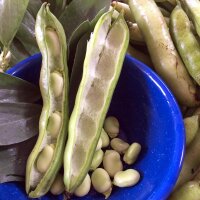 Fava Hangdown (Vicia faba) biologico semi