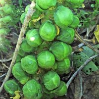 Cavoletti di Bruxelles Evesham Special" (Brassica oleracea var. gemmifera) semi