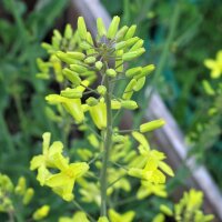 Cavoletti di Bruxelles Evesham Special" (Brassica oleracea var. gemmifera) semi