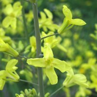 Cavoletti di Bruxelles Evesham Special" (Brassica oleracea var. gemmifera) semi